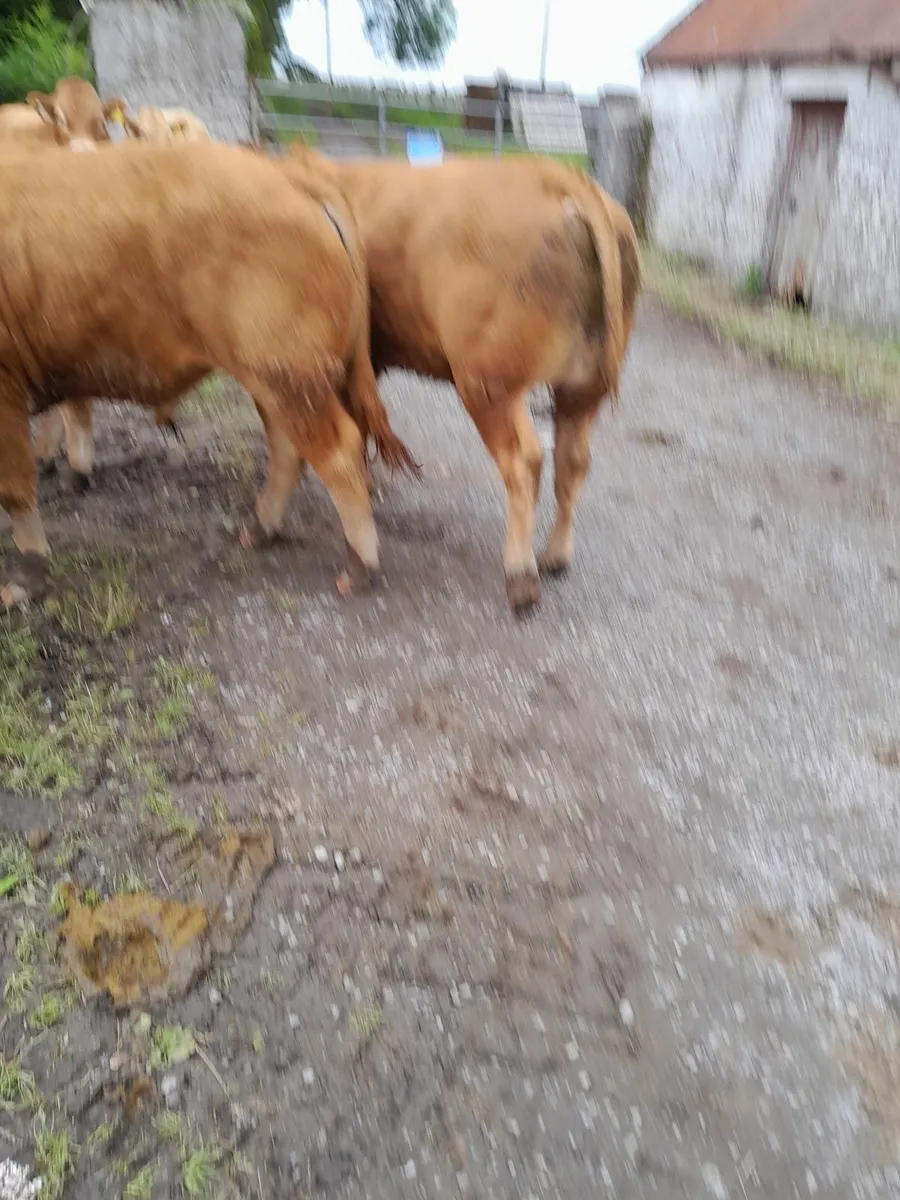 Livestock Beef Cattle - Image 1