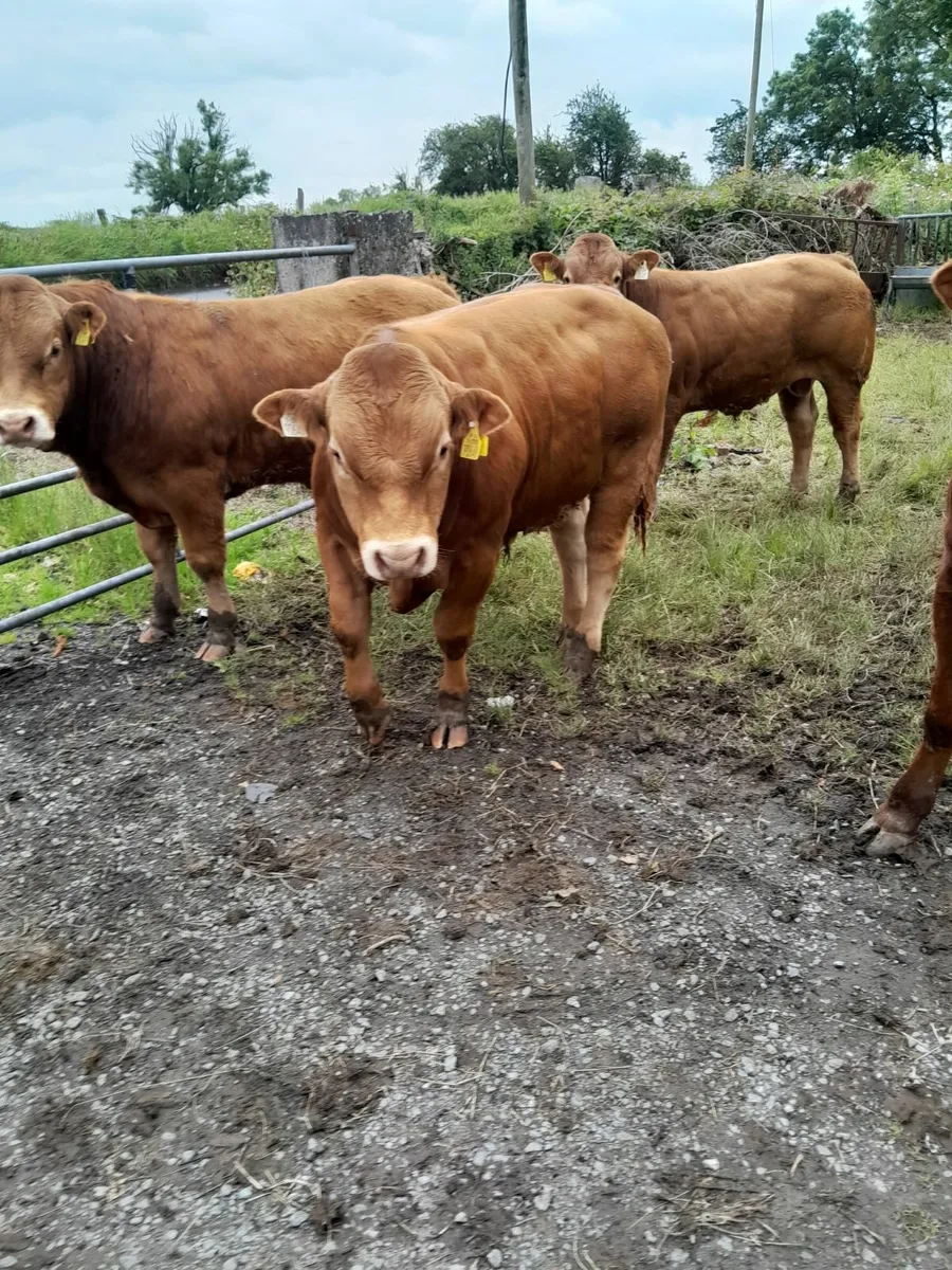 Livestock Beef Cattle - Image 2