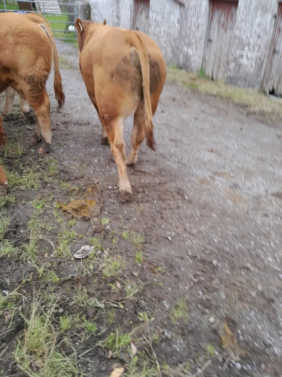 Livestock Beef Cattle - Image 3