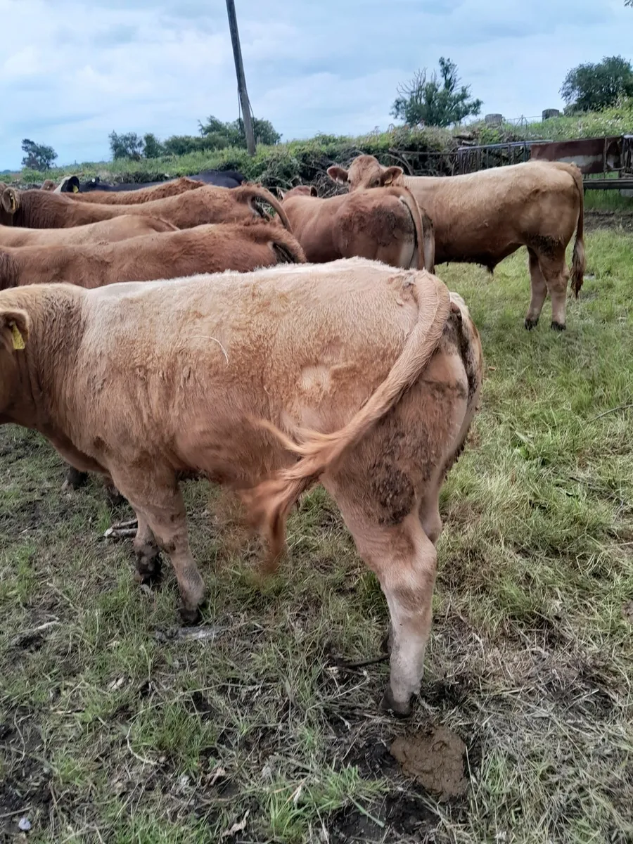 Livestock Beef Cattle - Image 4