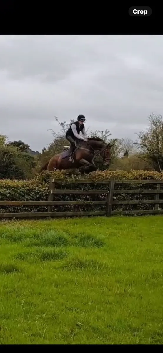17hh schoolmaster - Image 4