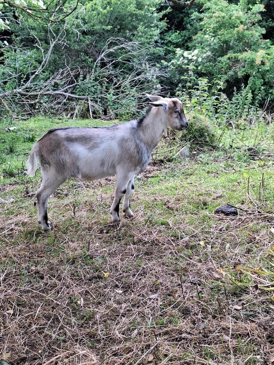 Goats - Image 1