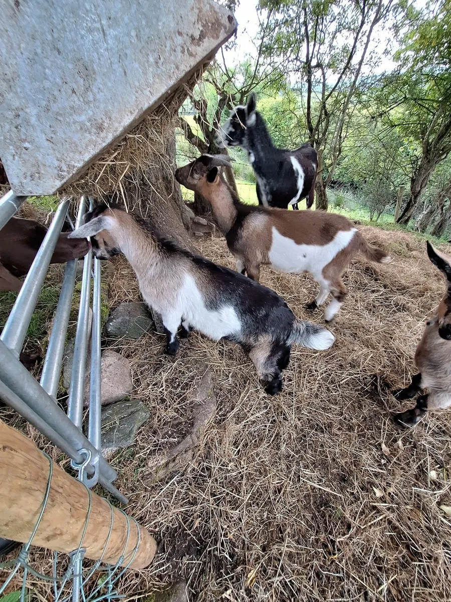 Goats - Image 2