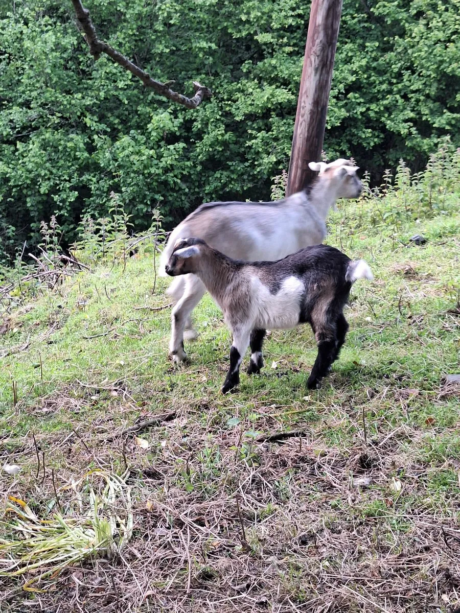 Goats - Image 3