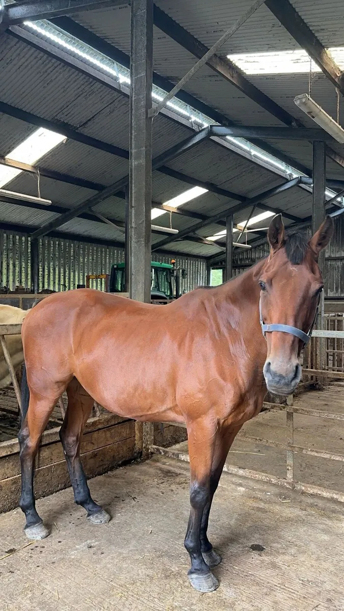 Project horse - Image 1