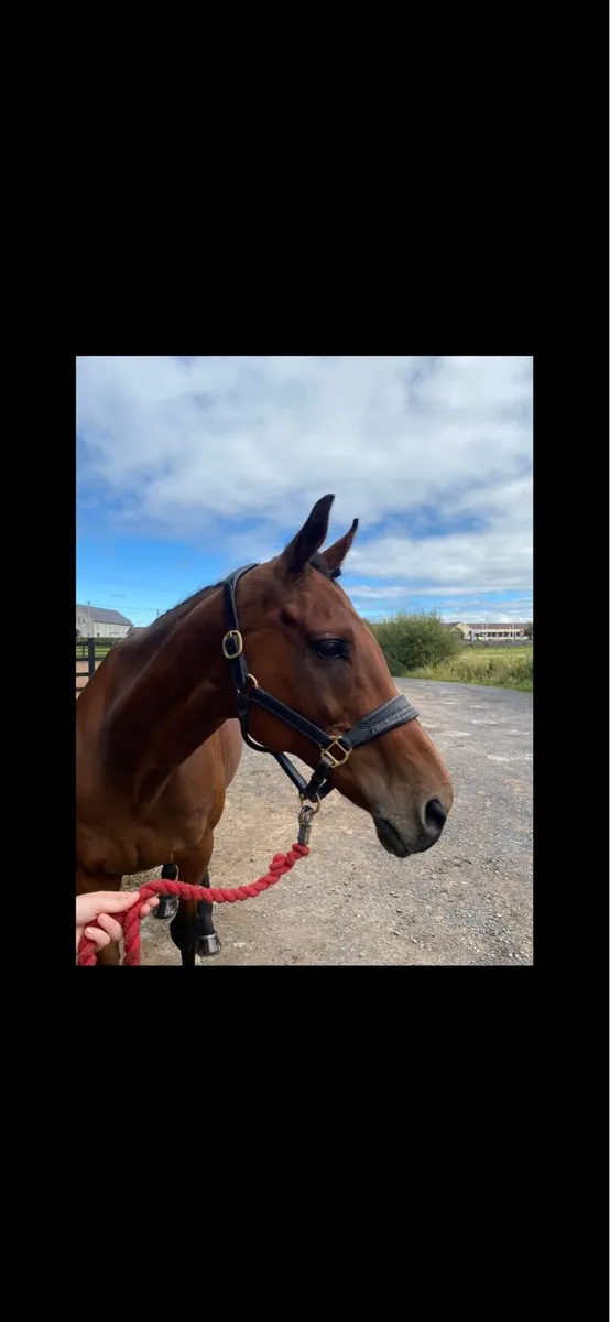 Project horse - Image 2