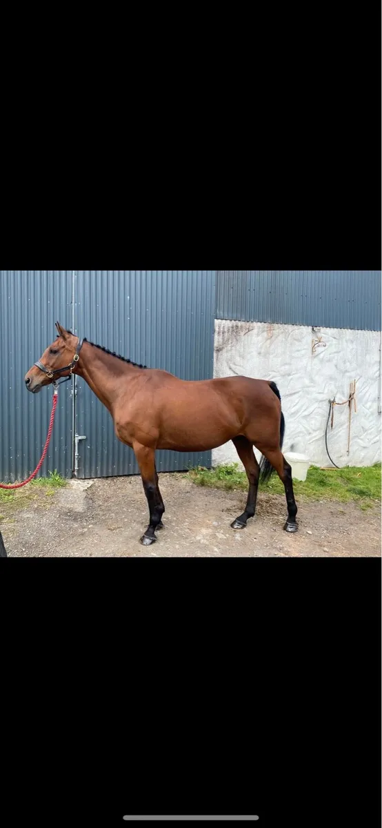 Project horse - Image 3