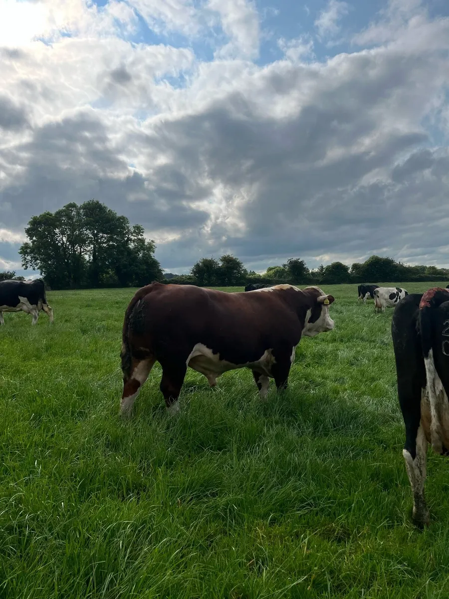 Hereford bull - Image 1