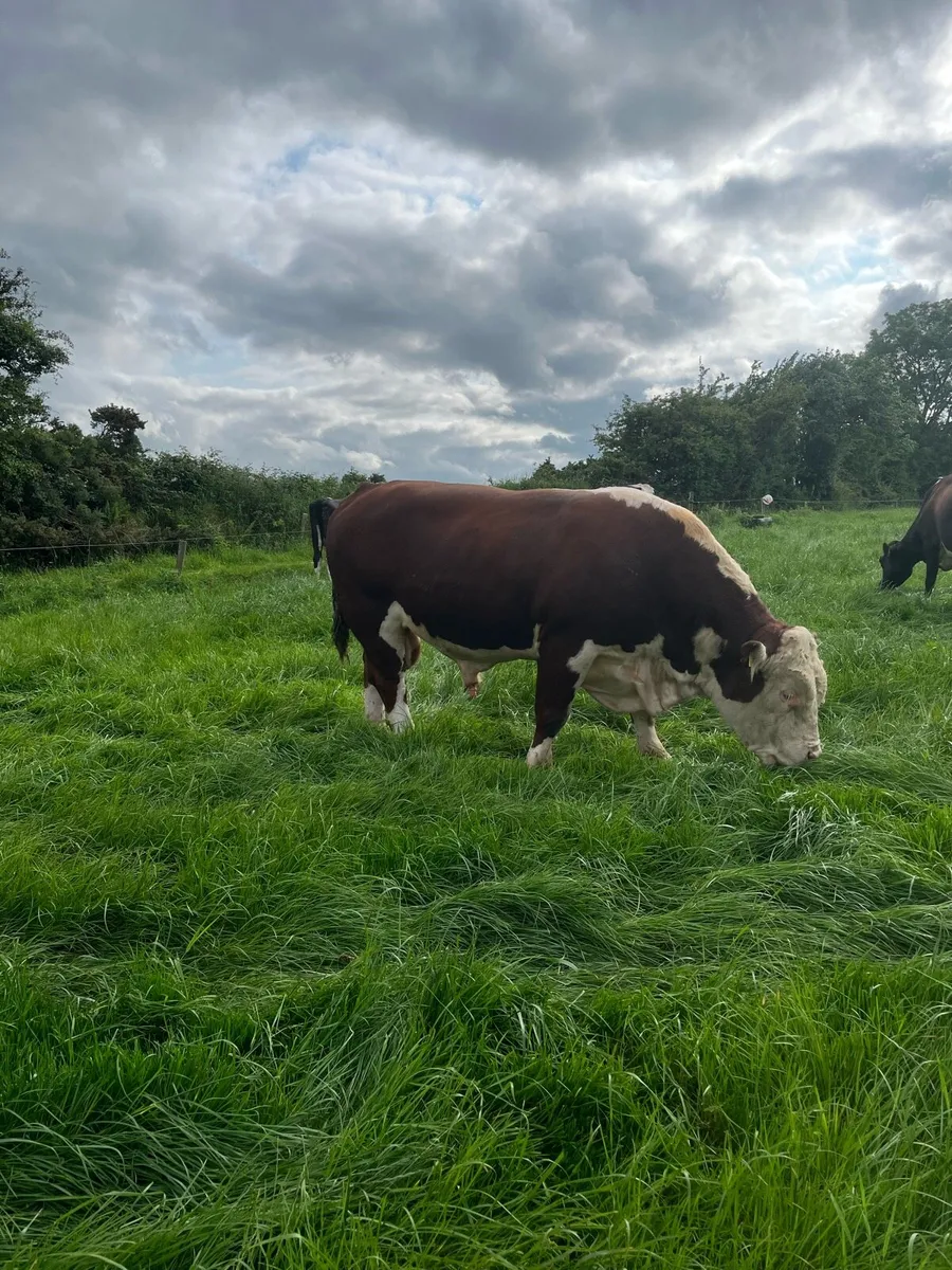 Hereford bull - Image 2
