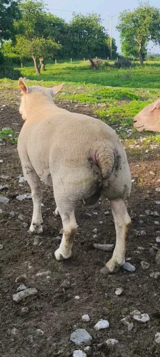 Ram - Image 1