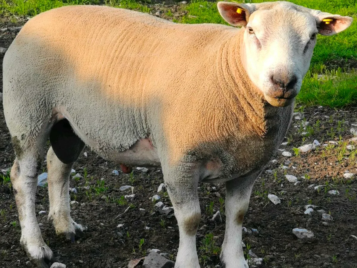 Ram - Image 2