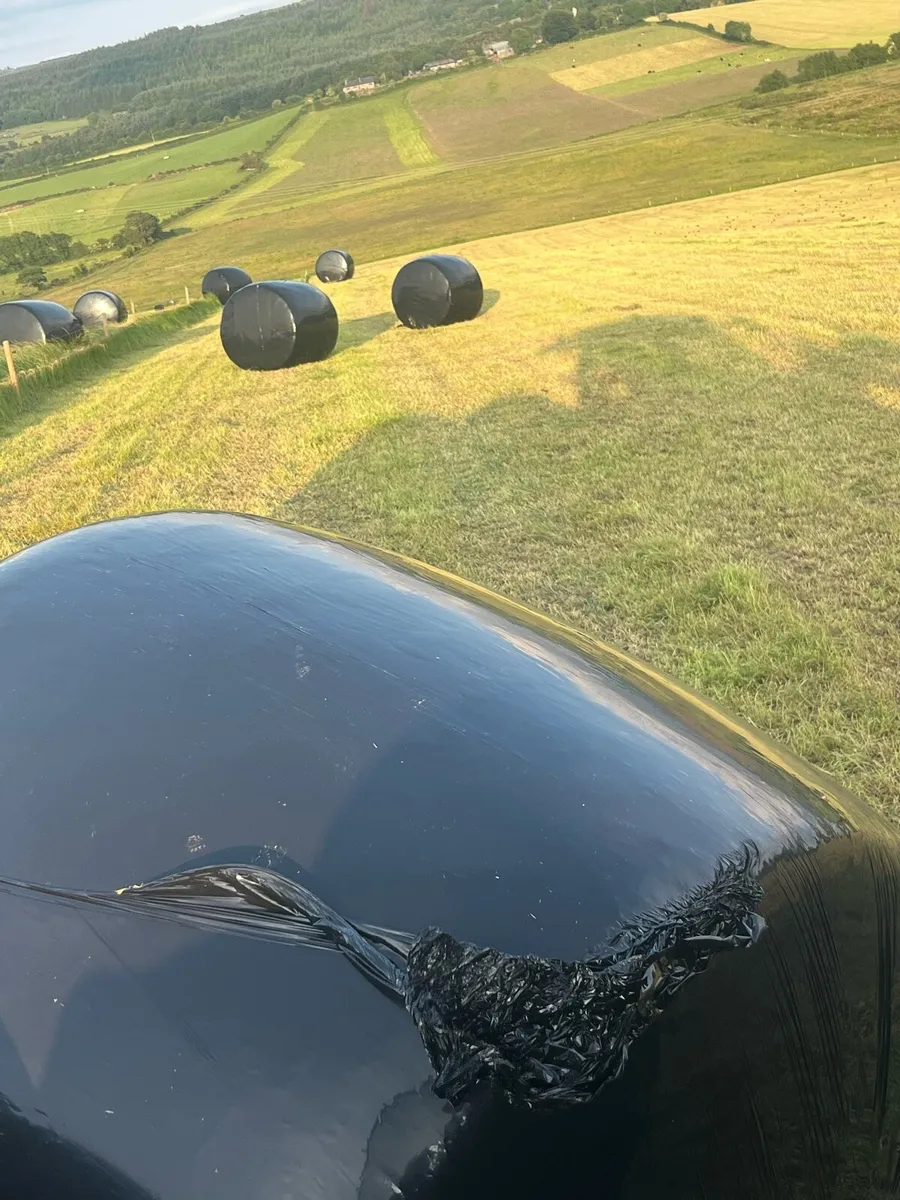 Silage - Image 3