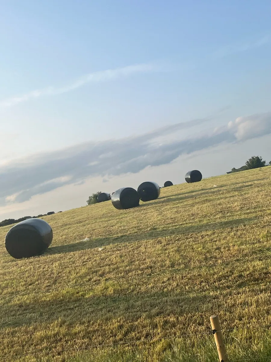 Silage - Image 4
