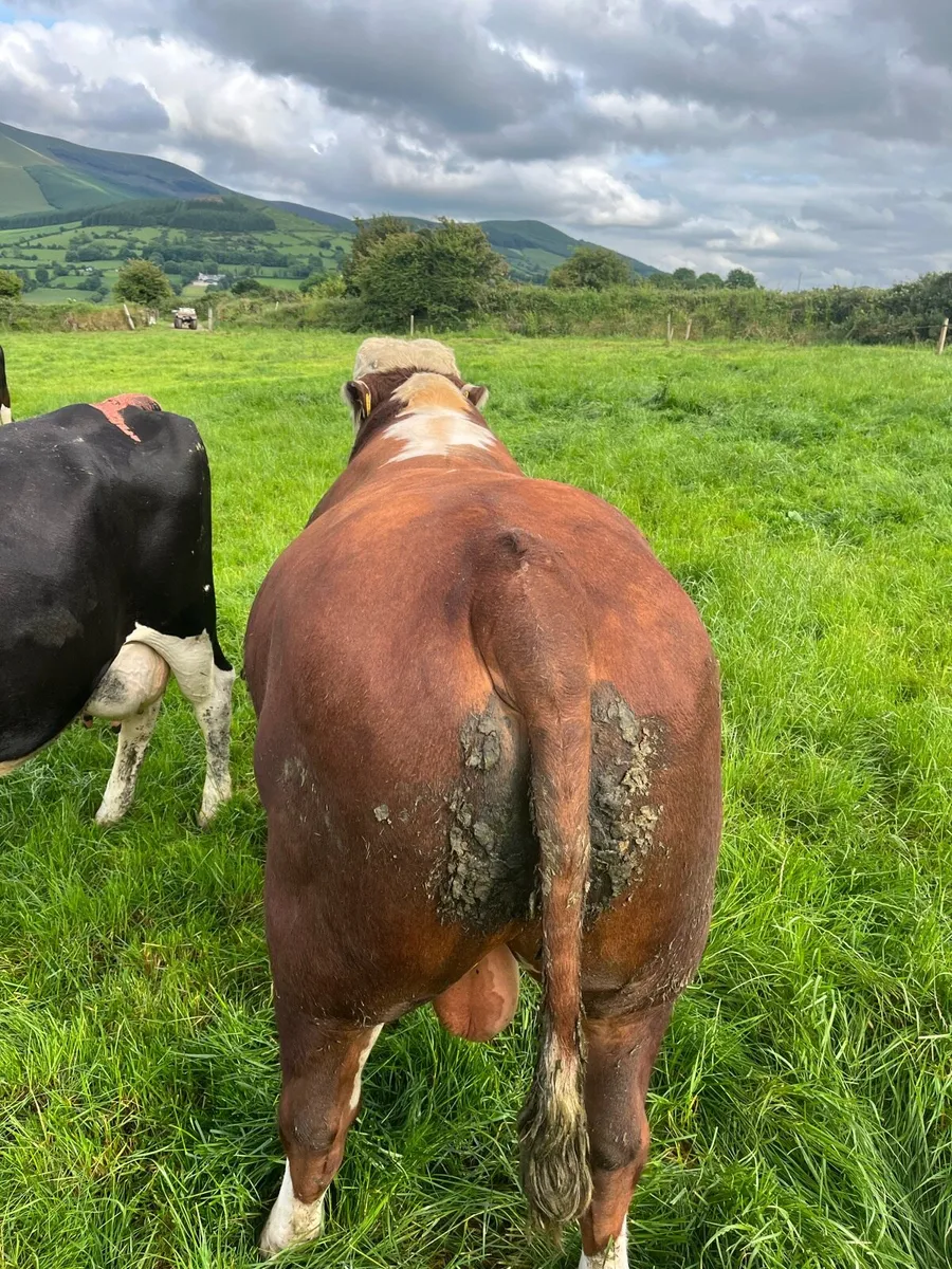 Hereford bull - Image 3