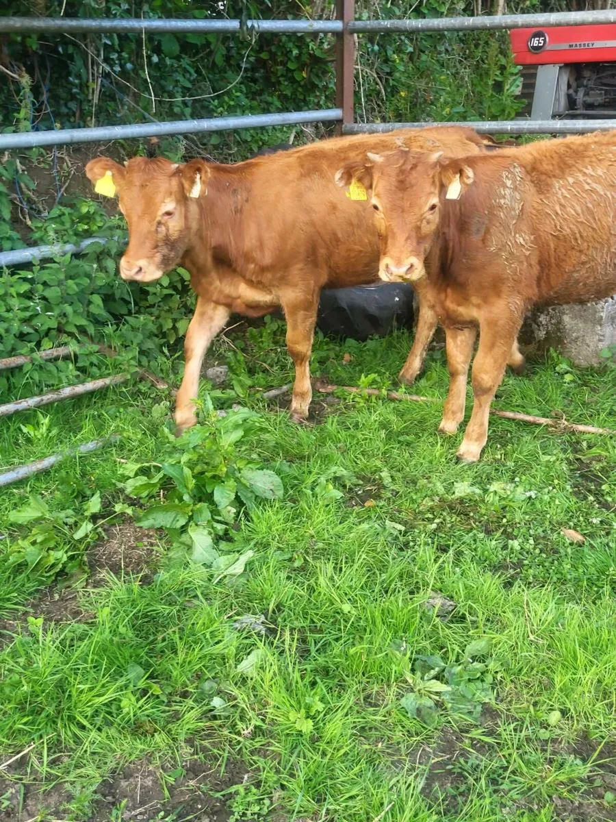 Super replacement heifers - Image 2