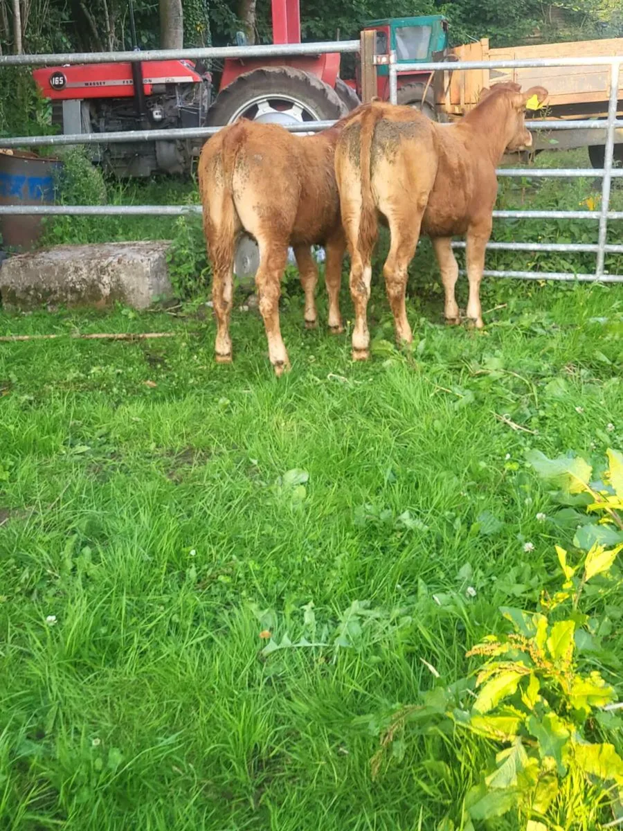 Super replacement heifers - Image 3