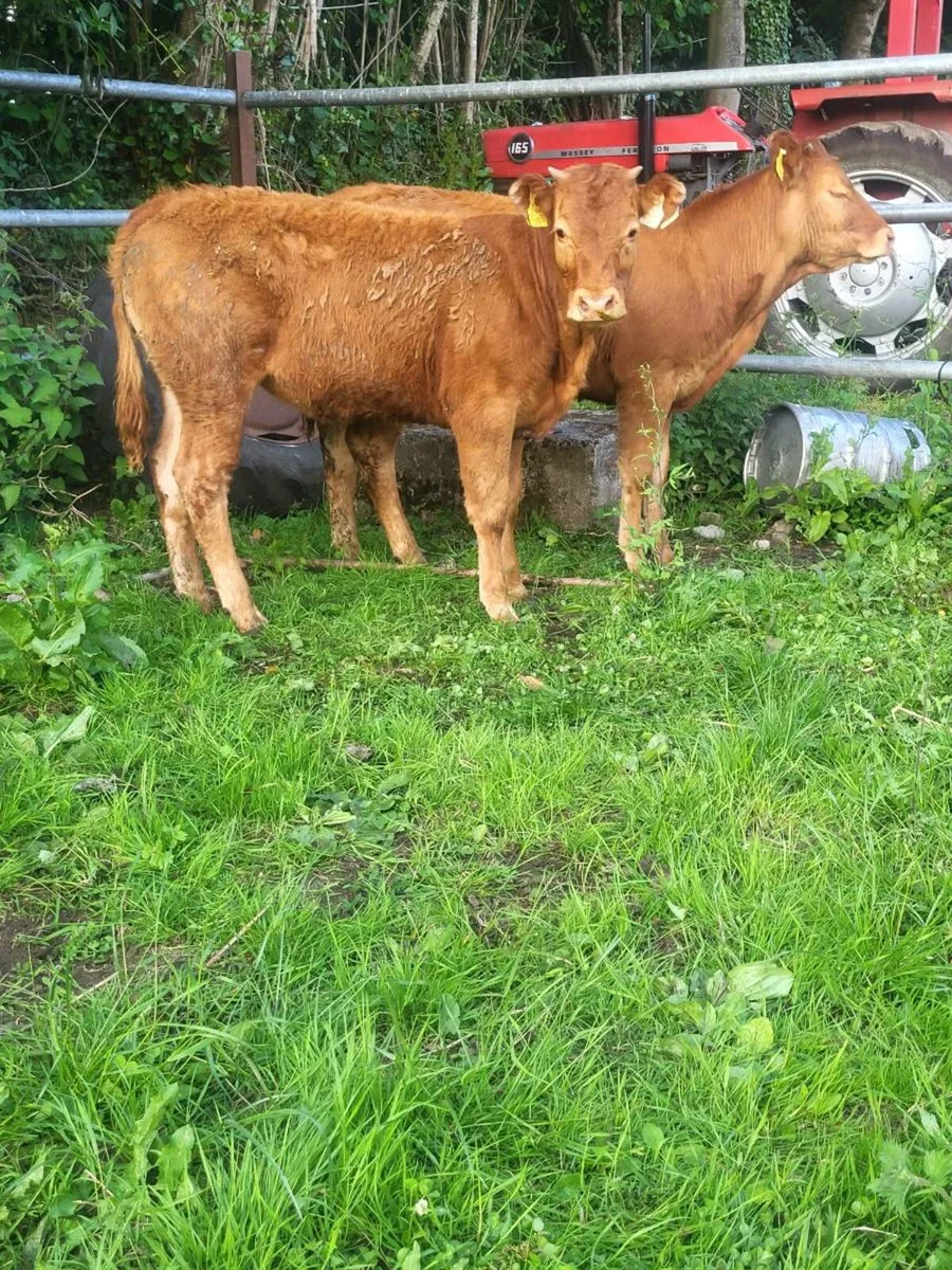 Super replacement heifers - Image 1