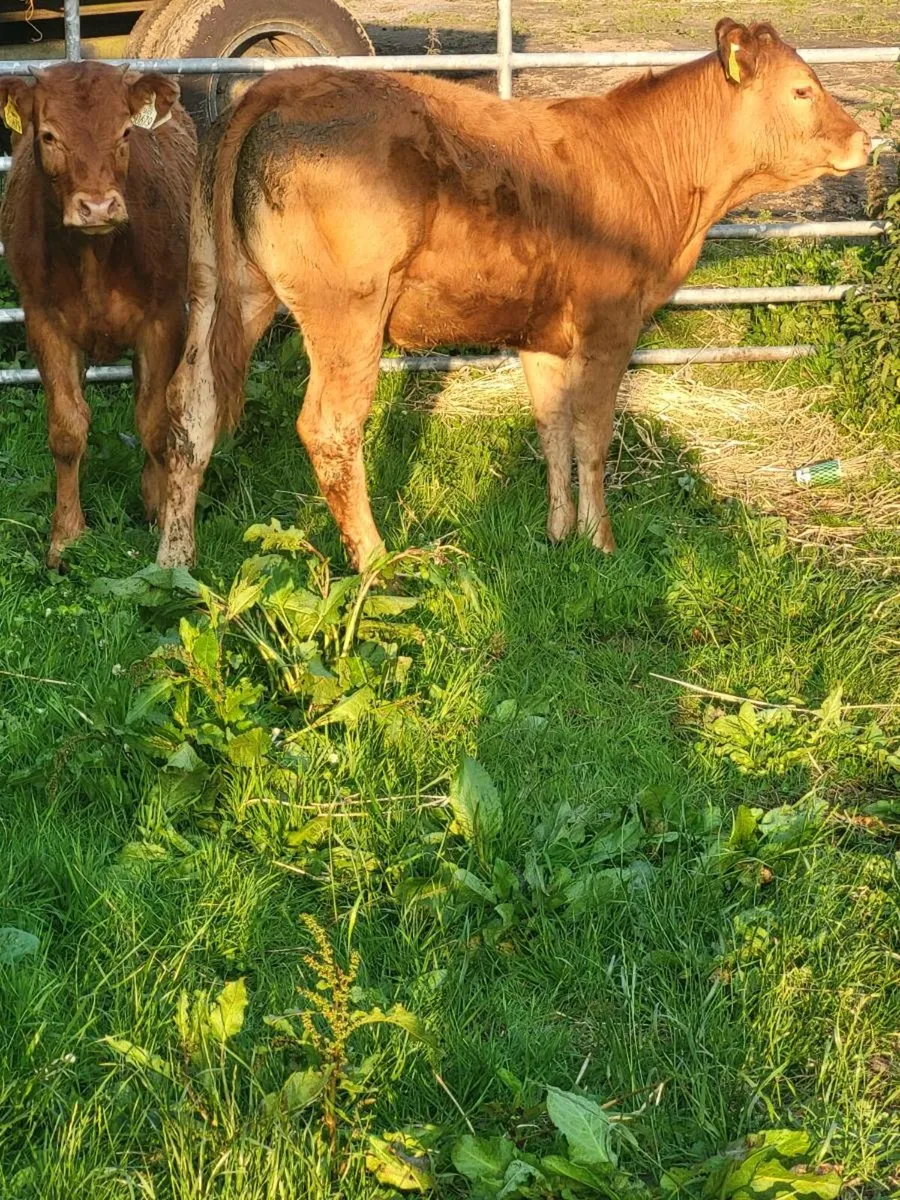 Super replacement heifers - Image 4