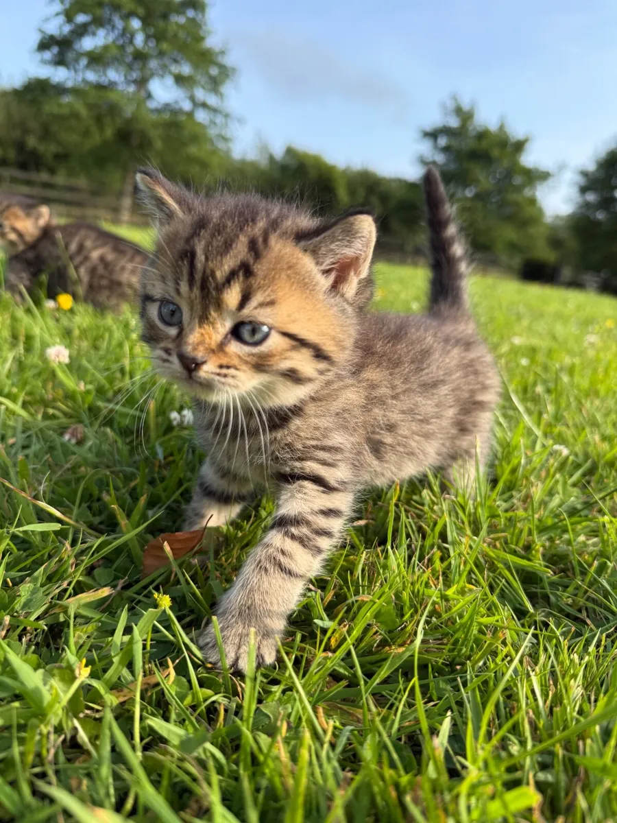 Kitten - Image 1