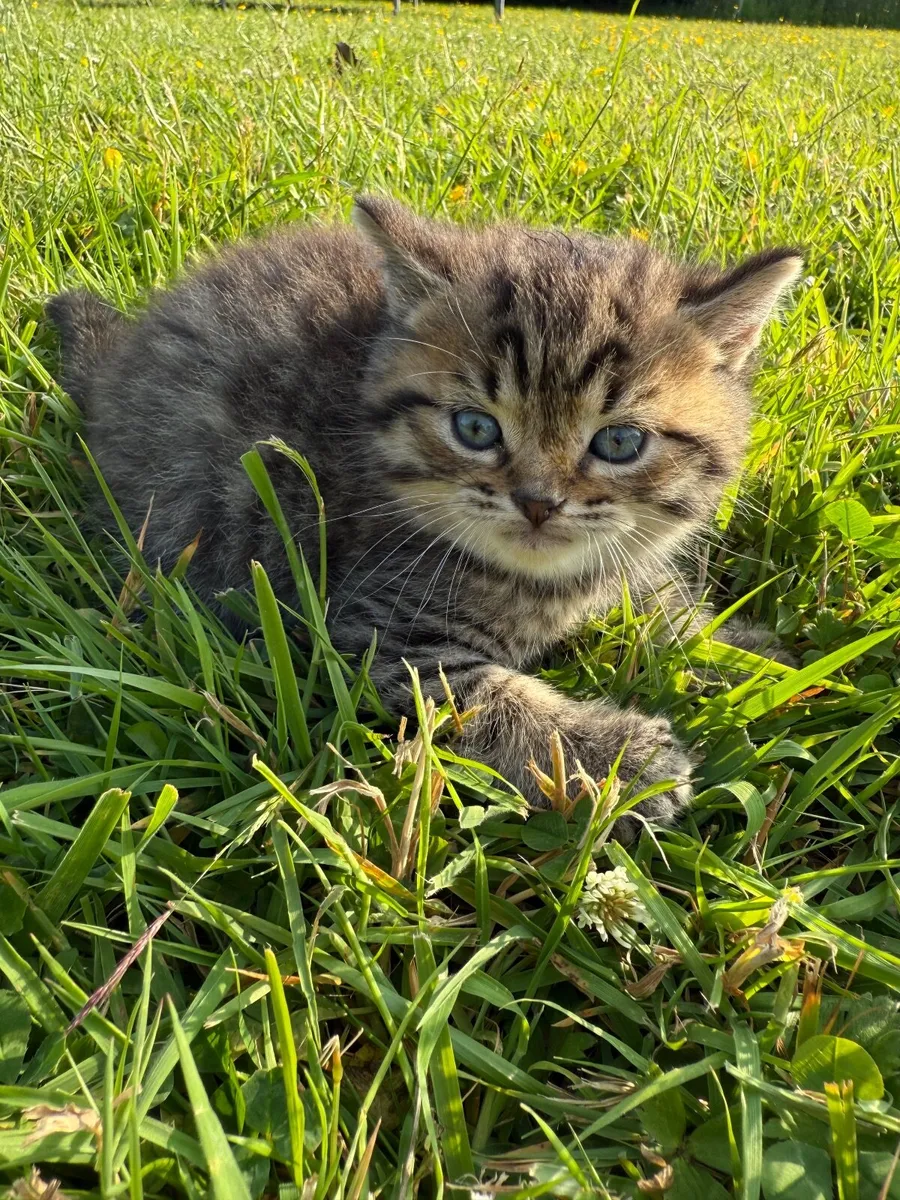 Kitten - Image 2