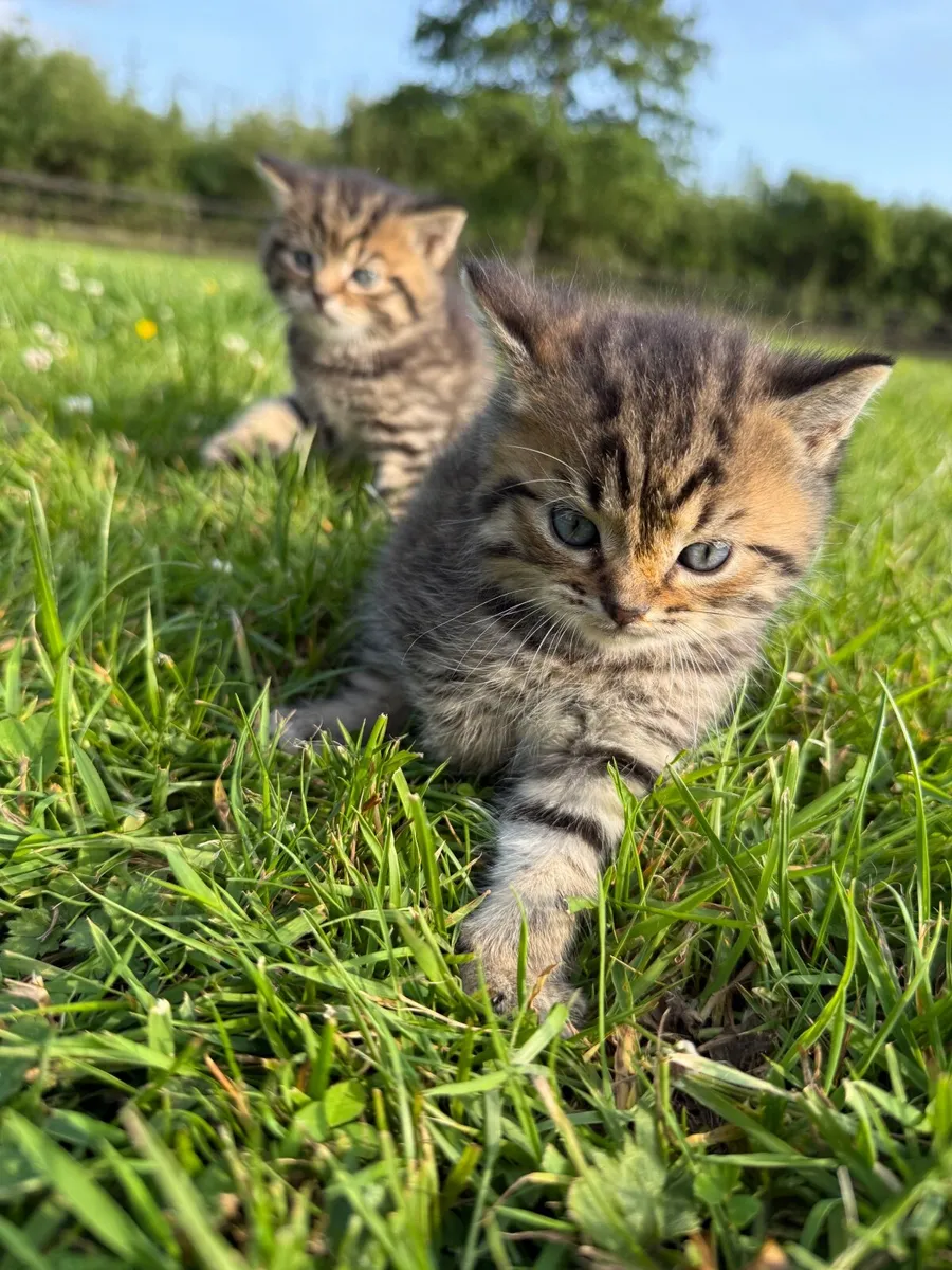 Kitten - Image 3