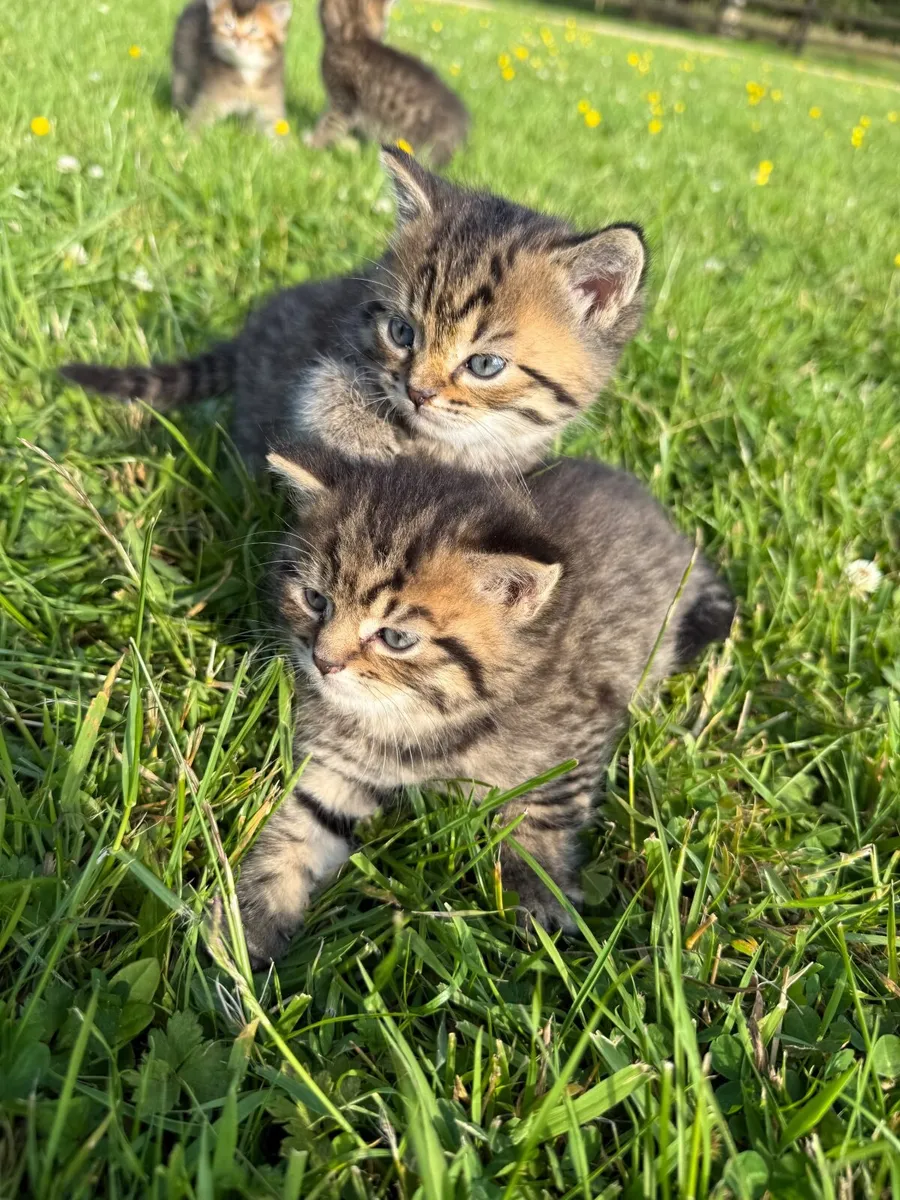 Kitten - Image 4