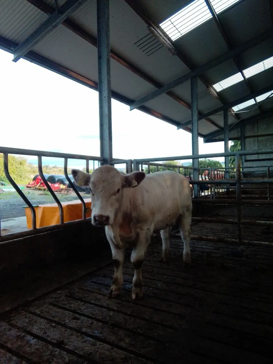 Pbr polled shorthorn bull - Image 1