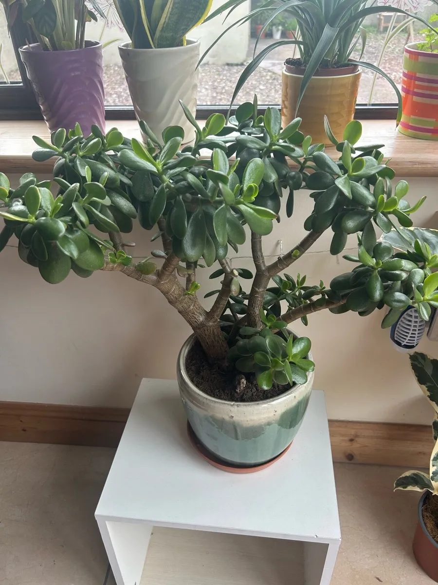 Jade Plant - Image 1