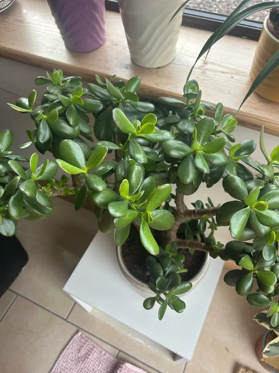 Jade Plant - Image 2