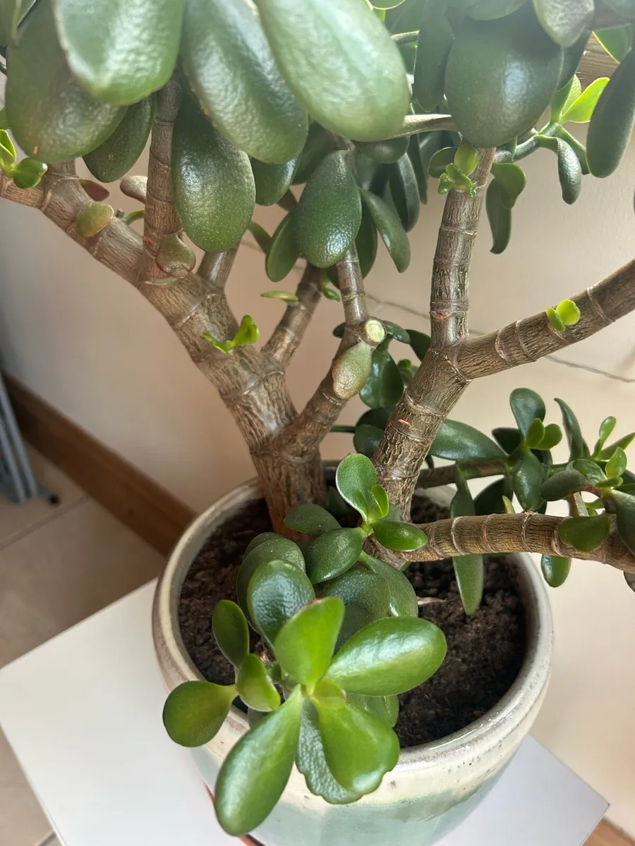 Jade Plant - Image 3