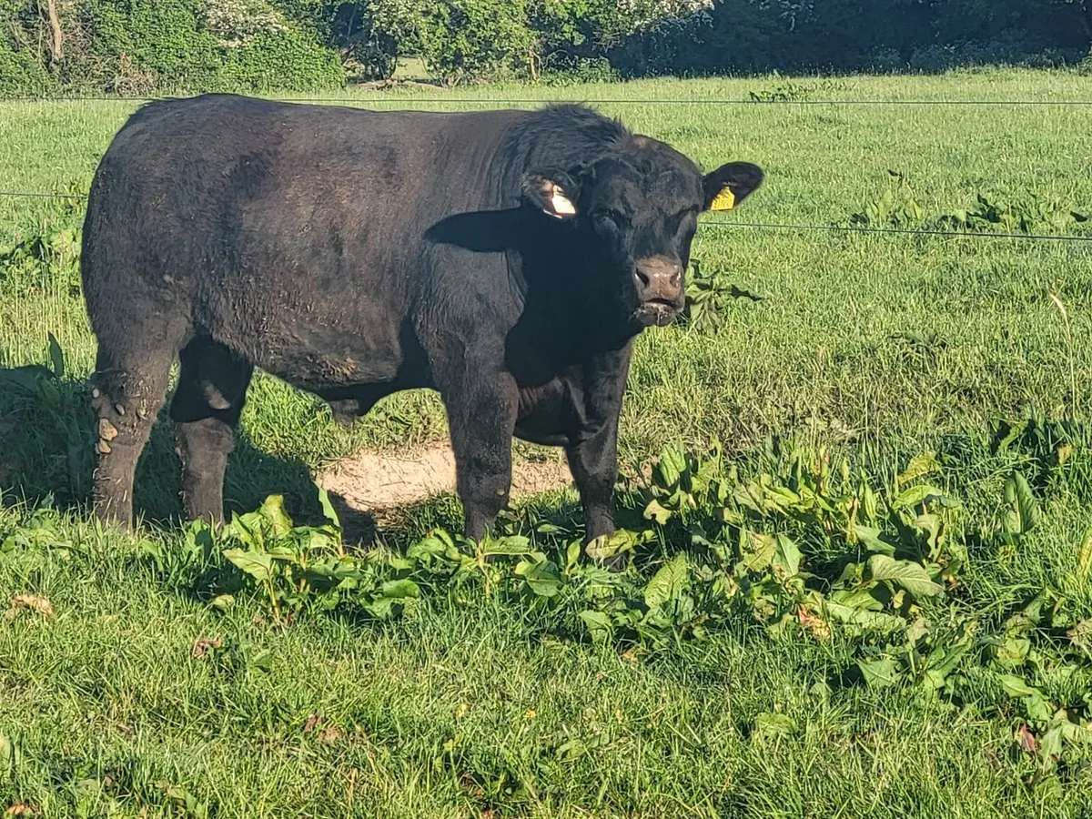 Pedigree Angus  Bulls - Image 2