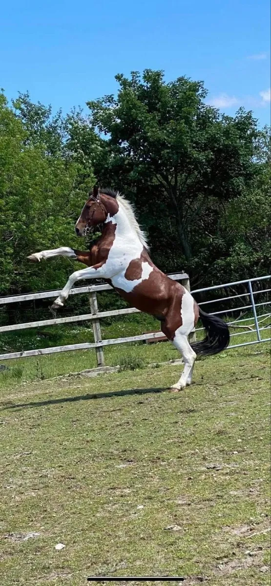 Stallion for Stud Coloured Cruize - Image 1