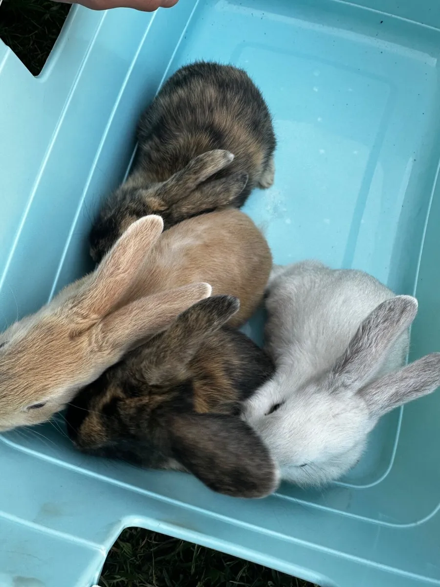 Animals - Image 1