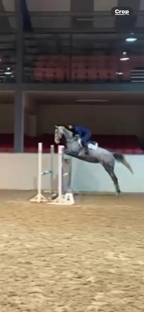 16’3 mare. Green book - Image 1