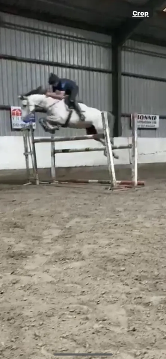 16’3 mare. Green book - Image 2