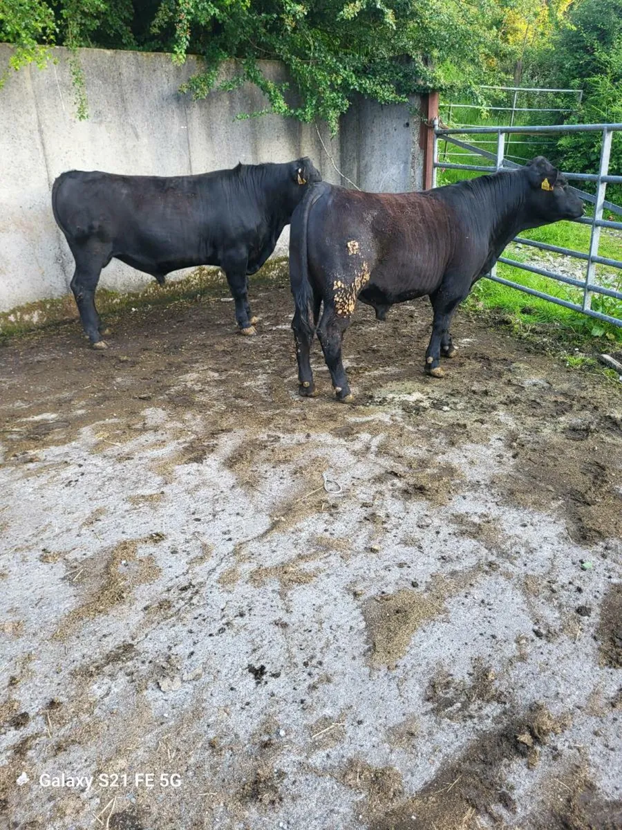 PBR Angus bull - Image 1