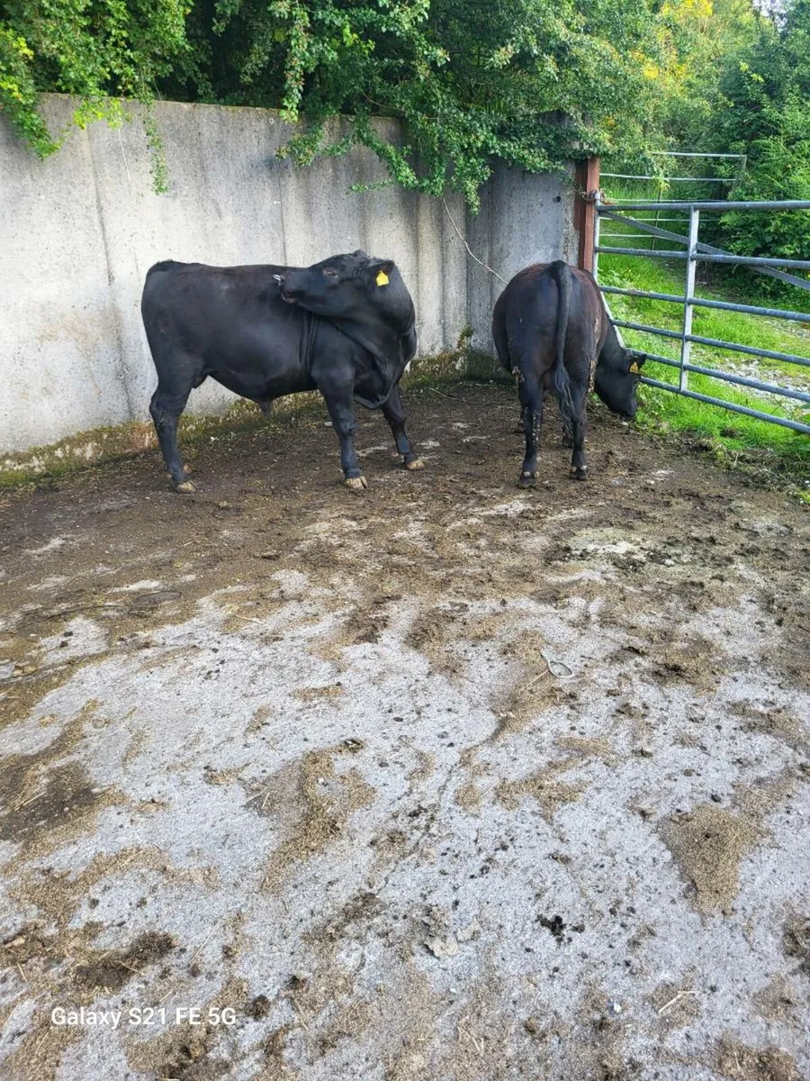 PBR Angus bull - Image 2