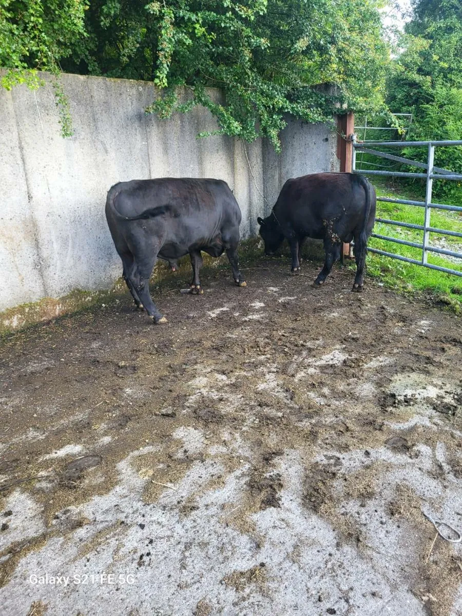 PBR Angus bull - Image 3