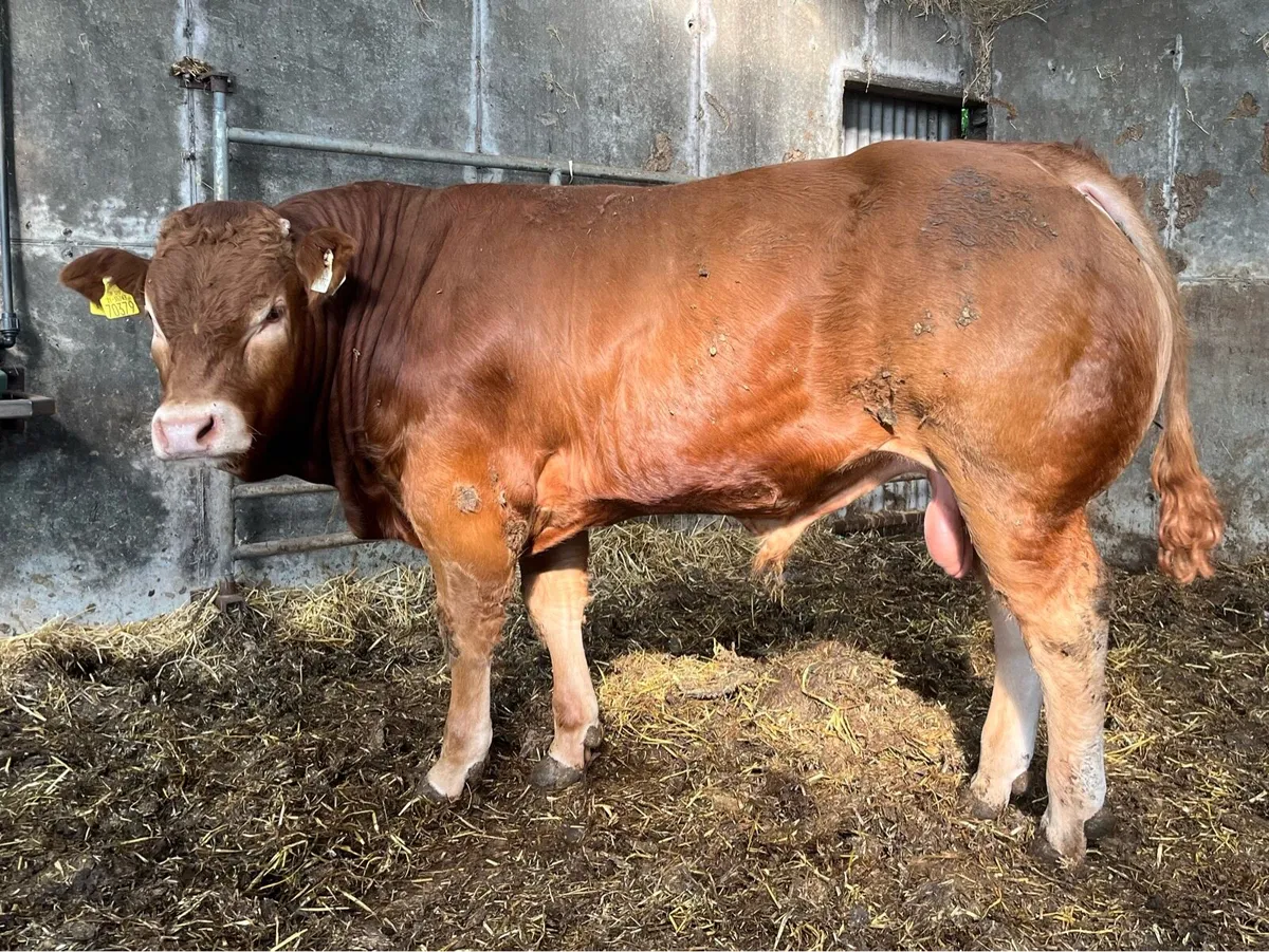 Pedigree Limousin Bull - Image 1
