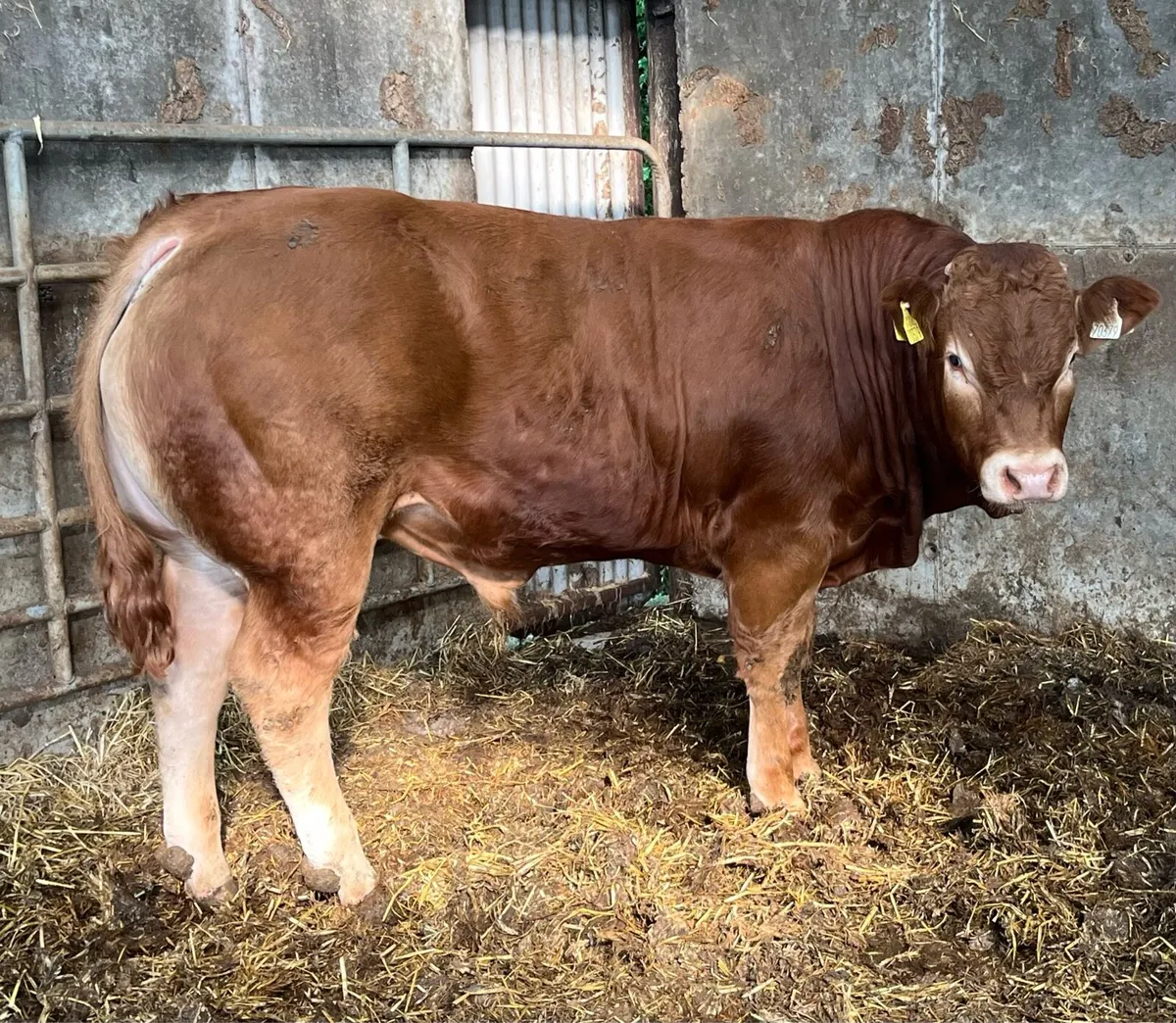 Pedigree Limousin Bull - Image 2