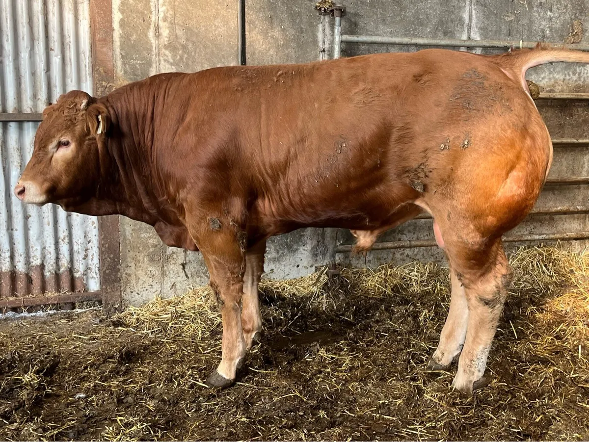 Pedigree Limousin Bull - Image 3