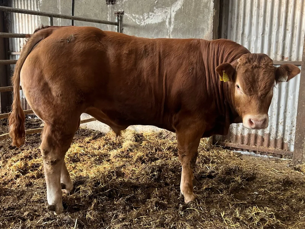 Pedigree Limousin Bull - Image 4