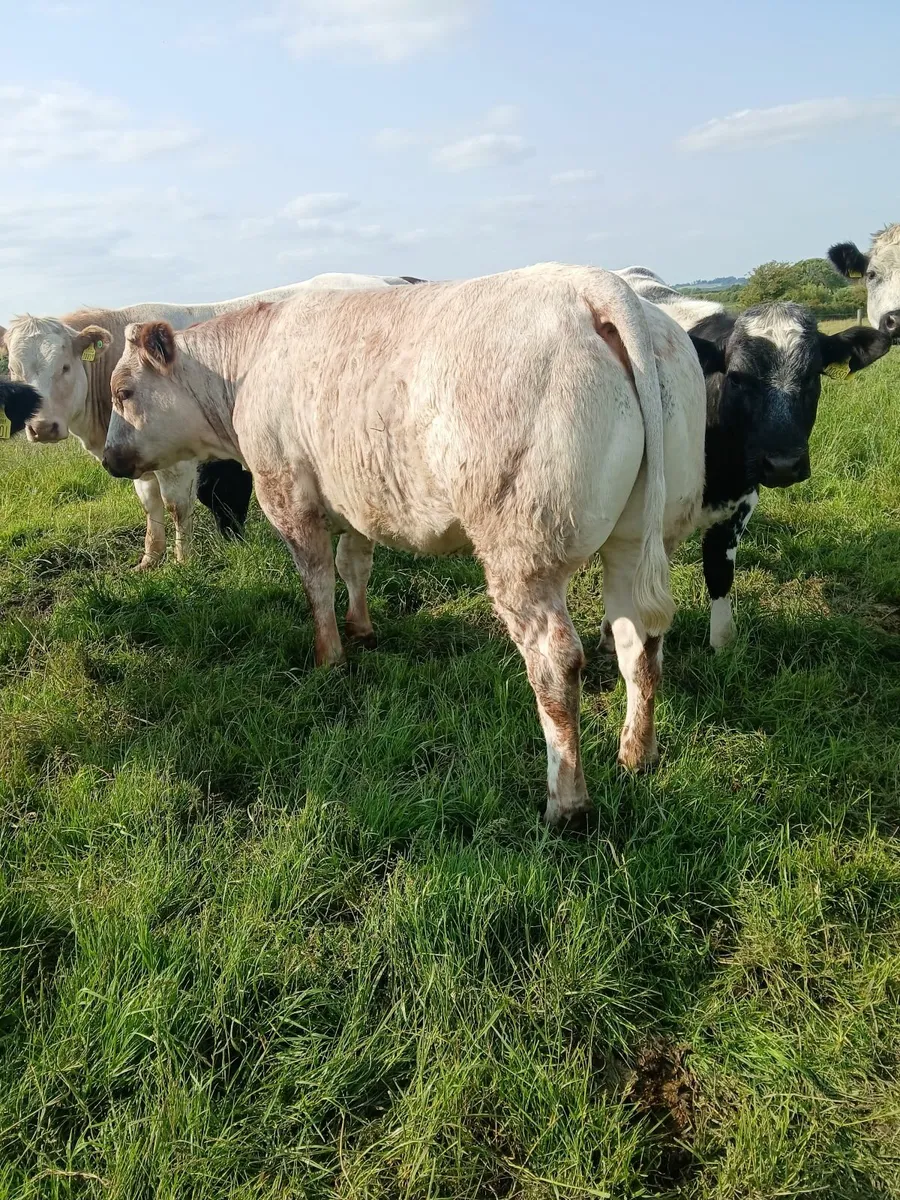 Super roan heifer - Image 1