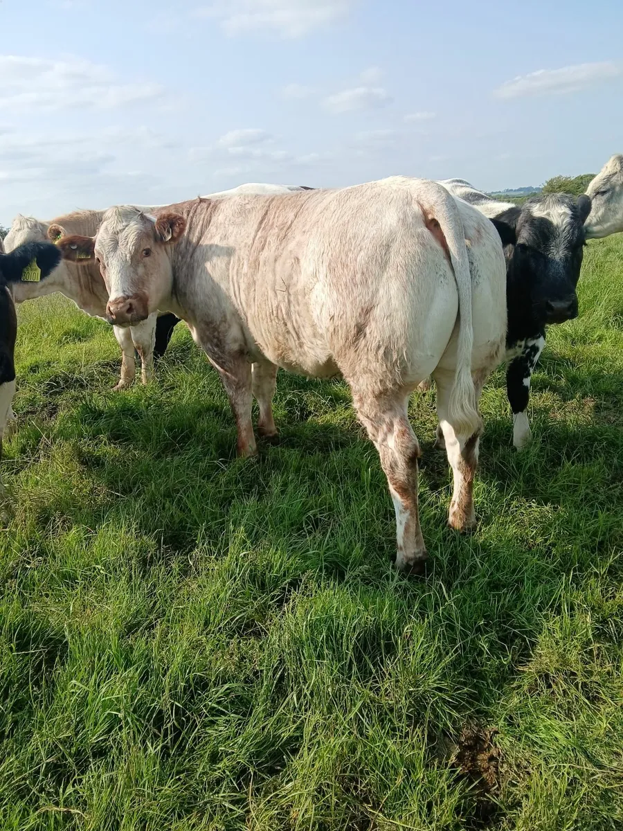 Super roan heifer - Image 3