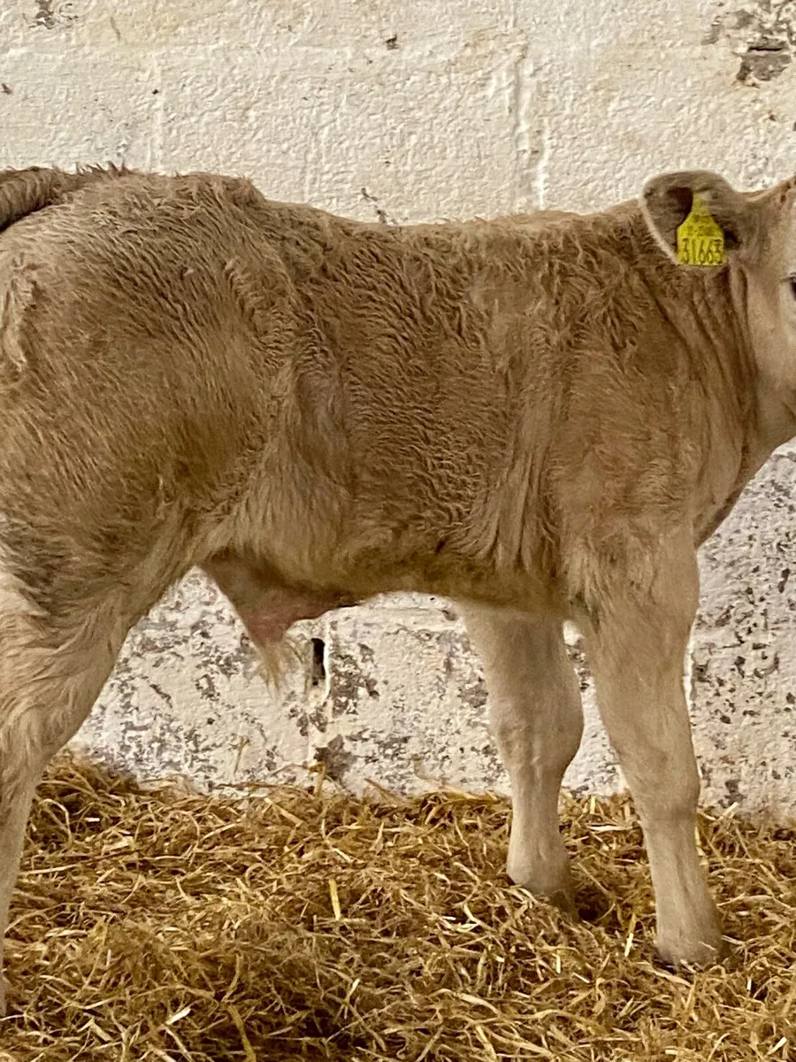 E GRADE CH BULL CALF - Image 3