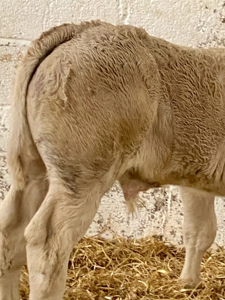 E GRADE CH BULL CALF - Image 4