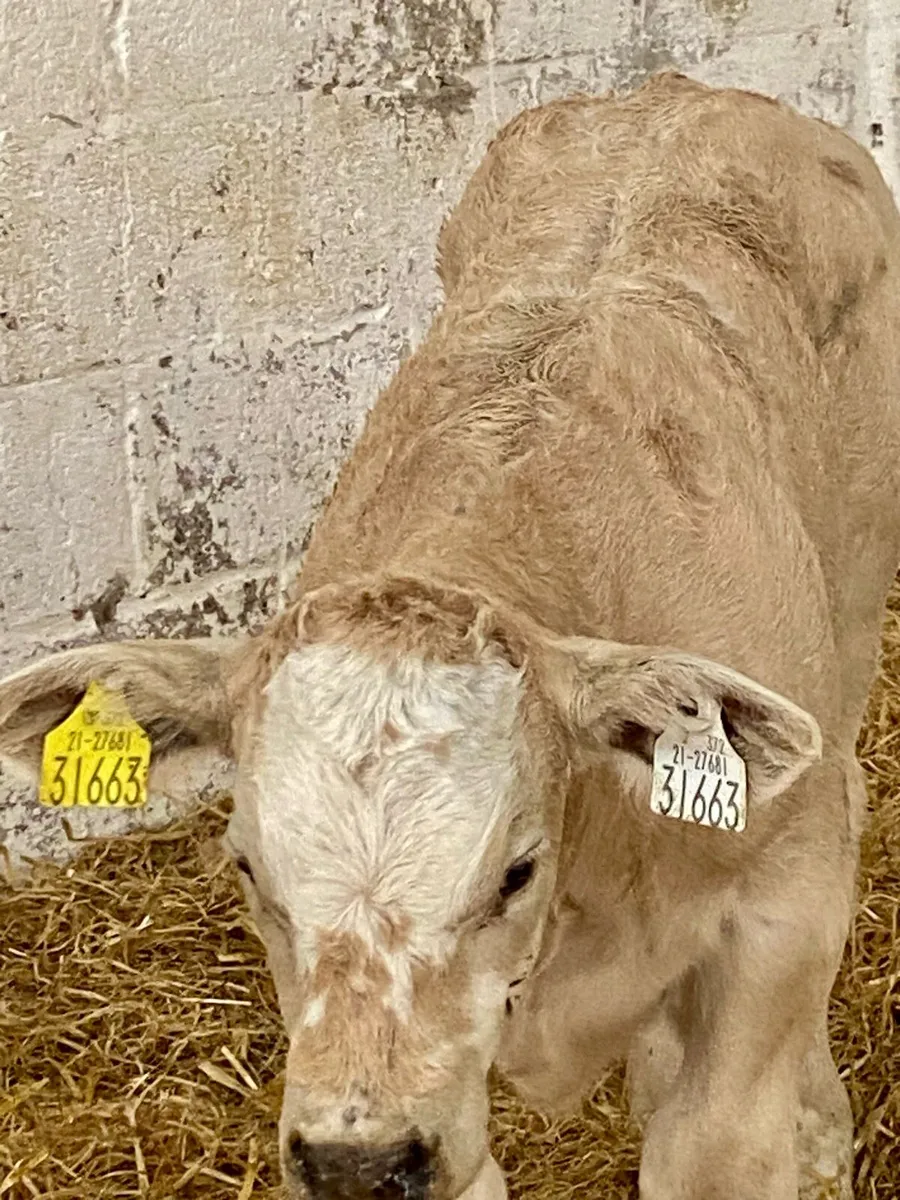 E GRADE CH BULL CALF - Image 1