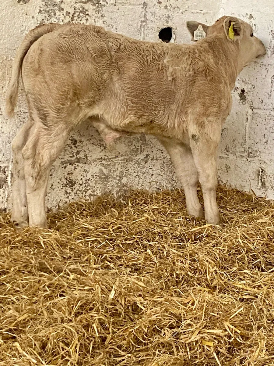 E GRADE CH BULL CALF - Image 2
