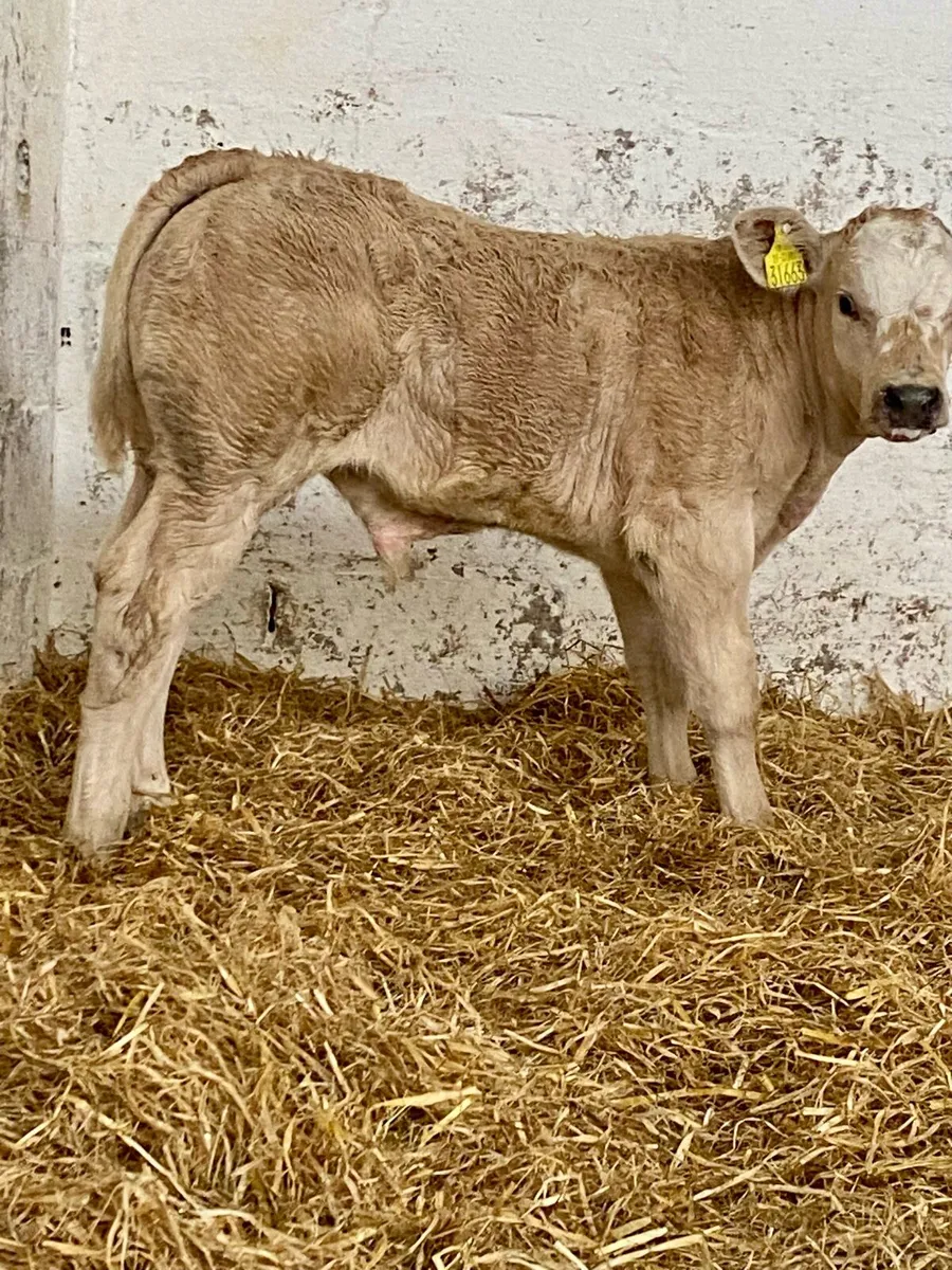 E GRADE CH BULL CALF - Image 1