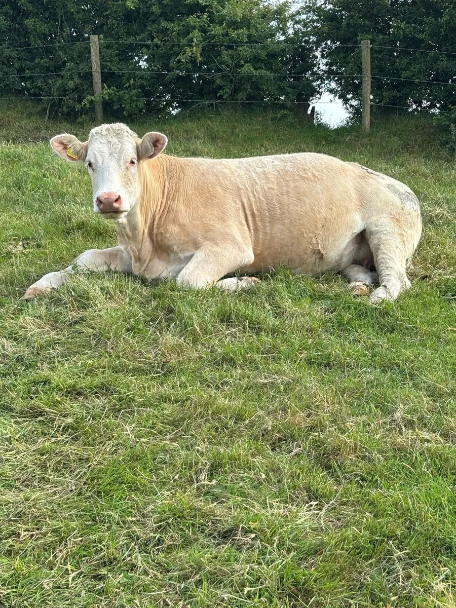 Incalf Heifer and Calved Cow - Image 1
